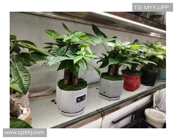 盆栽植物的养护技巧与装饰设计，打造温馨绿色生活空间